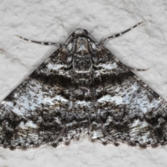 Gastrinodes argoplaca (Cryptic Bark Moth) at Ainslie, ACT - 15 Jun 2020 by jb2602