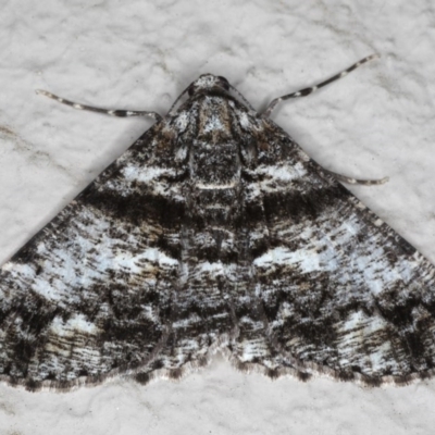 Gastrinodes argoplaca (Cryptic Bark Moth) at Ainslie, ACT - 15 Jun 2020 by jb2602