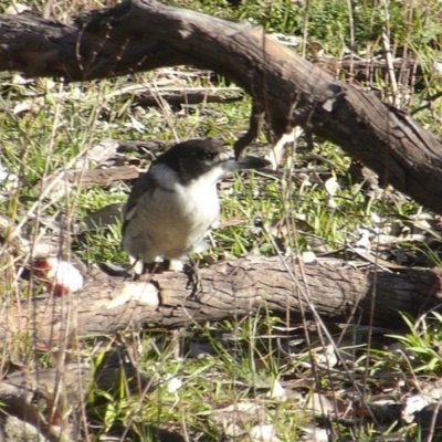 Cracticus torquatus (Grey Butcherbird) at Mount Mugga Mugga - 14 Jun 2020 by Mike