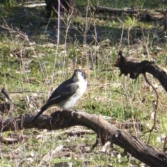 Cracticus torquatus at O'Malley, ACT - 14 Jun 2020