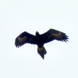 Aquila audax at Symonston, ACT - 16 Jun 2020