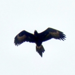 Aquila audax (Wedge-tailed Eagle) at Symonston, ACT - 16 Jun 2020 by Ct1000