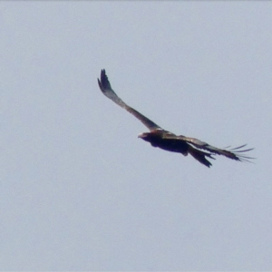 Aquila audax at Symonston, ACT - 16 Jun 2020