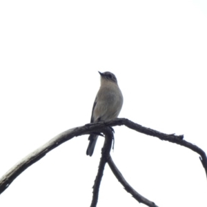 Petroica phoenicea at Jerrabomberra, ACT - 16 Jun 2020