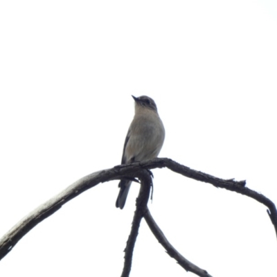 Petroica phoenicea (Flame Robin) at Callum Brae - 16 Jun 2020 by Ct1000