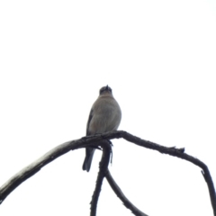 Petroica phoenicea at Jerrabomberra, ACT - 16 Jun 2020