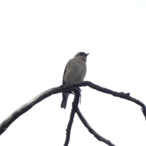 Petroica phoenicea at Jerrabomberra, ACT - 16 Jun 2020