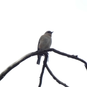 Petroica phoenicea at Jerrabomberra, ACT - 16 Jun 2020