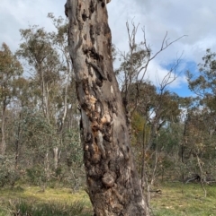 Eucalyptus blakelyi (Blakely's Red Gum) at Bruce Ridge to Gossan Hill - 15 Jun 2020 by JVR