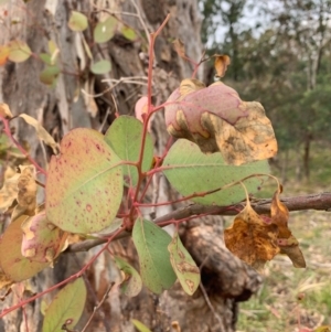 Eucalyptus blakelyi at Bruce, ACT - 15 Jun 2020