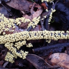 Myxomycete - past plasmodial stage at ANBG South Annex - 16 Jun 2020 by RWPurdie