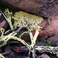 Myxomycete - past plasmodial stage at Acton, ACT - 16 Jun 2020