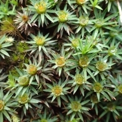 Dawsonia (genus) (A moss) at ANBG South Annex - 16 Jun 2020 by RWPurdie