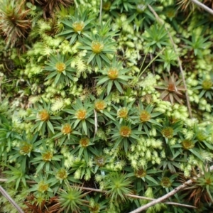 Dawsonia (genus) at Acton, ACT - 16 Jun 2020