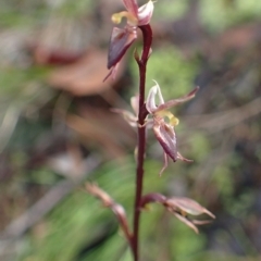 Acianthus exsertus (Large Mosquito Orchid) at Acton, ACT - 16 Jun 2020 by RWPurdie
