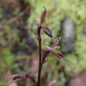 Acianthus exsertus at Acton, ACT - 16 Jun 2020