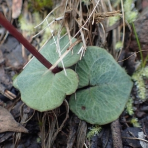 Acianthus exsertus at Acton, ACT - 16 Jun 2020