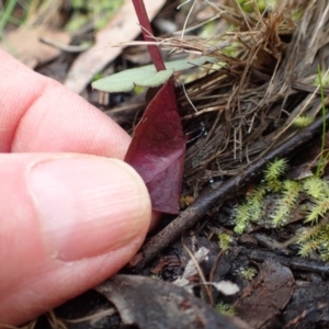 Acianthus exsertus at Acton, ACT - 16 Jun 2020