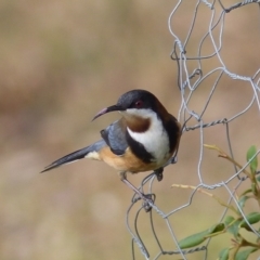 Acanthorhynchus tenuirostris (Eastern Spinebill) at Black Range, NSW - 16 Jun 2020 by MatthewHiggins