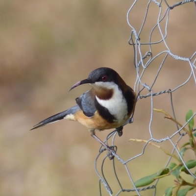 Acanthorhynchus tenuirostris (Eastern Spinebill) at Black Range, NSW - 16 Jun 2020 by MatthewHiggins