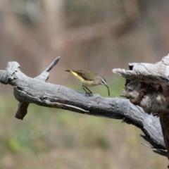 Acanthiza chrysorrhoa (Yellow-rumped Thornbill) at Callum Brae - 16 Jun 2020 by Ct1000