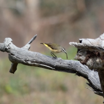 Acanthiza chrysorrhoa (Yellow-rumped Thornbill) at Jerrabomberra, ACT - 16 Jun 2020 by Ct1000