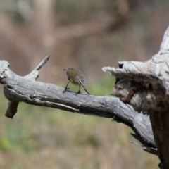 Acanthiza chrysorrhoa at Jerrabomberra, ACT - 16 Jun 2020 12:11 PM