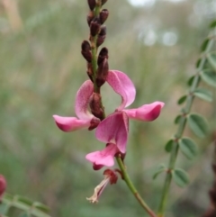 Indigofera adesmiifolia (Tick Indigo) at Mount Painter - 13 Jun 2020 by CathB