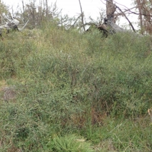 Indigofera adesmiifolia at Cook, ACT - 13 Jun 2020 01:45 PM