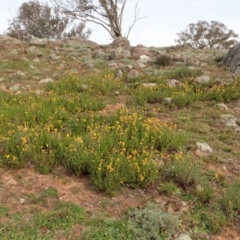 Chrysocephalum apiculatum (Common Everlasting) at Cook, ACT - 13 Jun 2020 by CathB