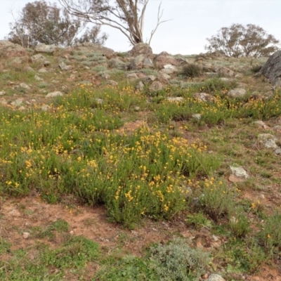 Chrysocephalum apiculatum (Common Everlasting) at Mount Painter - 13 Jun 2020 by CathB