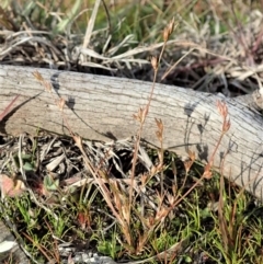 Juncus bufonius (Toad Rush) at Dunlop, ACT - 10 Jun 2020 by CathB