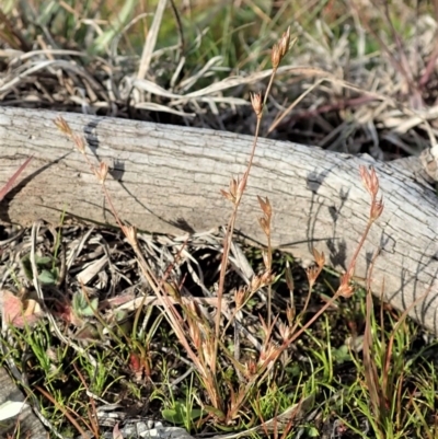 Juncus bufonius (Toad Rush) at Mount Painter - 10 Jun 2020 by CathB