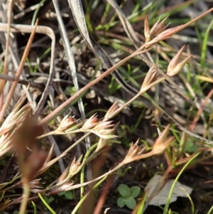 Juncus bufonius at Dunlop, ACT - 10 Jun 2020 02:00 PM