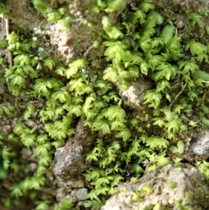 Fissidens sp. at Cook, ACT - 10 Jun 2020