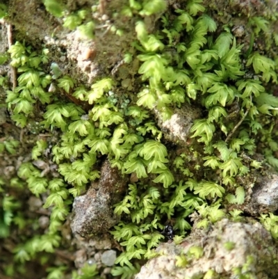 Fissidens sp. at Cook, ACT - 10 Jun 2020 by CathB