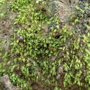 Fissidens sp. at Cook, ACT - 10 Jun 2020