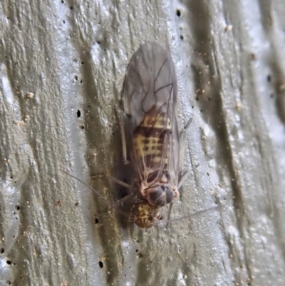 Psocodea 'Psocoptera' sp. (order) (Unidentified plant louse) at Cook, ACT - 14 Jun 2020 by CathB