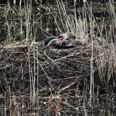 Cygnus atratus (Black Swan) at Tidbinbilla Nature Reserve - 7 Jun 2020 by JohnBundock