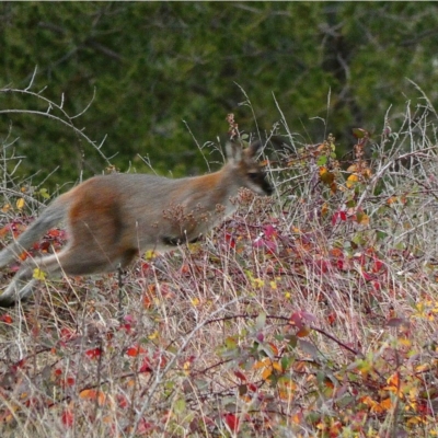 Notamacropus rufogriseus (Red-necked Wallaby) at Stromlo, ACT - 16 Jun 2020 by Ct1000