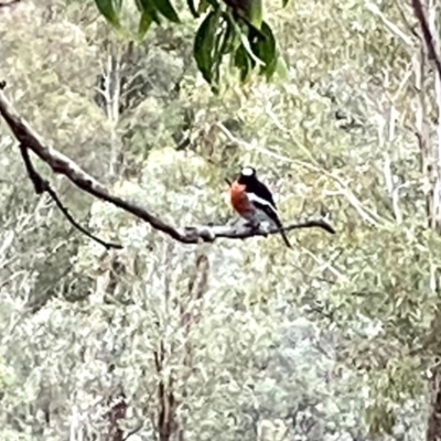 Petroica boodang (Scarlet Robin) at Wanniassa Hill - 16 Jun 2020 by RAllen