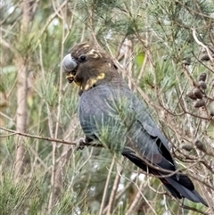 Calyptorhynchus lathami lathami (Glossy Black-Cockatoo) at Wingecarribee Local Government Area - 16 Jun 2020 by Aussiegall