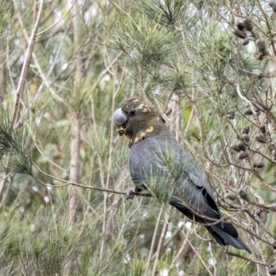 Calyptorhynchus lathami lathami (Glossy Black-Cockatoo) at Wingecarribee Local Government Area - 16 Jun 2020 by Aussiegall