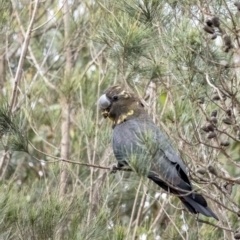 Calyptorhynchus lathami (Glossy Black-Cockatoo) at Penrose, NSW - 16 Jun 2020 by Aussiegall