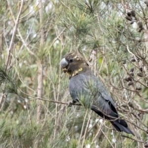 Calyptorhynchus lathami at Penrose, NSW - 16 Jun 2020