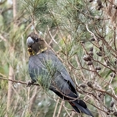 Calyptorhynchus lathami lathami at Penrose, NSW - suppressed