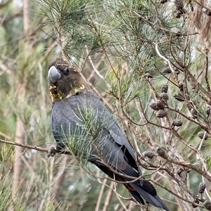 Calyptorhynchus lathami lathami at Penrose, NSW - 16 Jun 2020