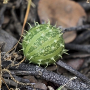 Cucumis myriocarpus at Holt, ACT - 16 Jun 2020