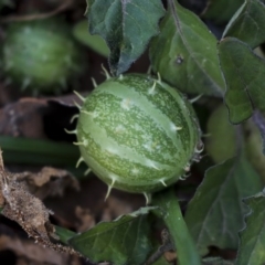 Cucumis myriocarpus at Holt, ACT - 16 Jun 2020