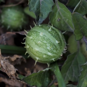 Cucumis myriocarpus at Holt, ACT - 16 Jun 2020